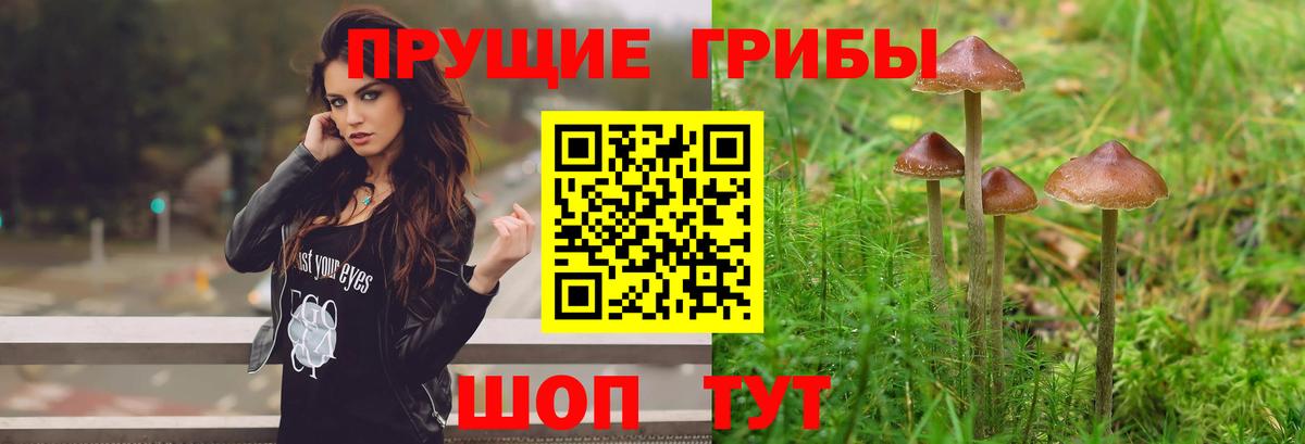 Псилоцибиновые грибы GOLDEN TEACHER  Вход с VPN  Октябрьский  Псилоцибиновые грибы Psilocybe 